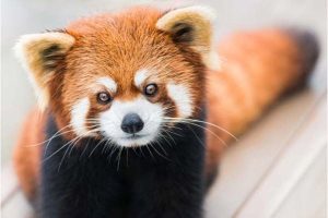 Panda Merah